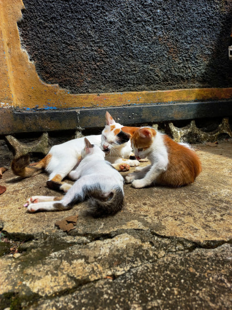 母猫哺乳小猫图片下载