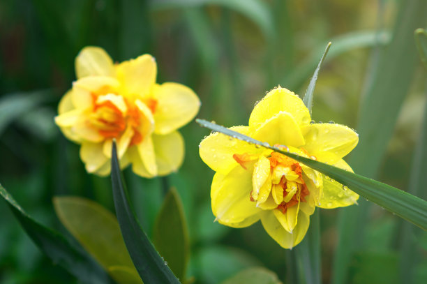 美丽的亮黄色水仙花在花园里盛开。微距照片的开花柠檬水仙花。图片下载