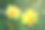 美丽的亮黄色水仙花在花园里盛开。微距照片的开花柠檬水仙花。图片 美丽的亮黄色水仙花在花园里盛开。微距照片的开花柠檬水仙花。图片下载