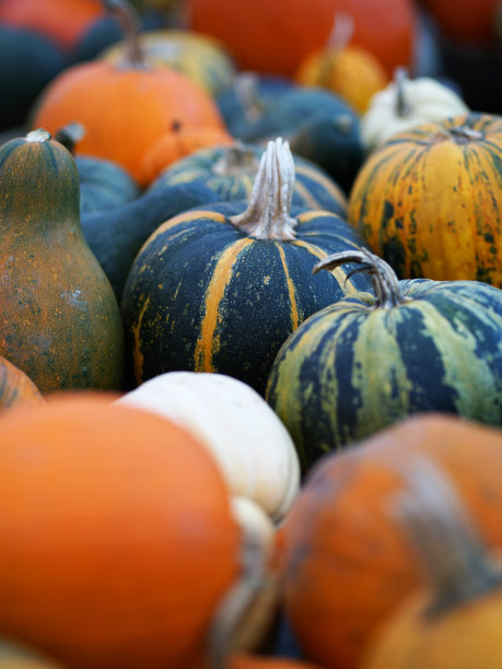 色彩缤纷的南瓜混合特写视图，秋天的装饰概念图片下载