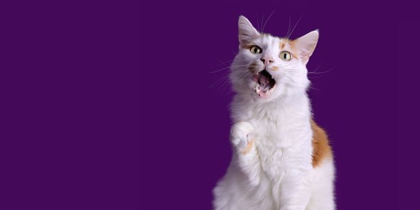 有趣的虎斑猫举起爪子，在紫色背景上张开嘴做有趣的脸。全景图像与复制空间。图片下载