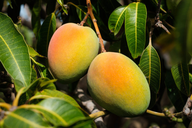 芒果果挂在树上-芒果果-图片下载