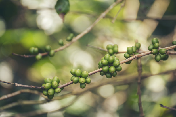 绿色咖啡豆浆果植物与阳光。新鲜的生籽咖啡树生长在生态有机农场。接近绿色种子浆果阿拉比卡咖啡花园。新鲜咖啡豆绿叶植物图片下载