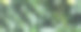 绿色咖啡豆浆果植物新鲜的生籽咖啡树生长在生态有机农场。全景绿色种子浆果收获阿拉比卡咖啡花园。新鲜咖啡豆绿叶灌木生态浆果植物与复制空间图片下载