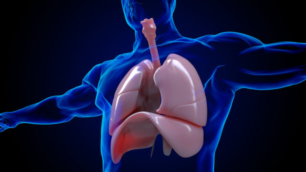 用于医学概念3D渲染的人体肺解剖结构图片下载