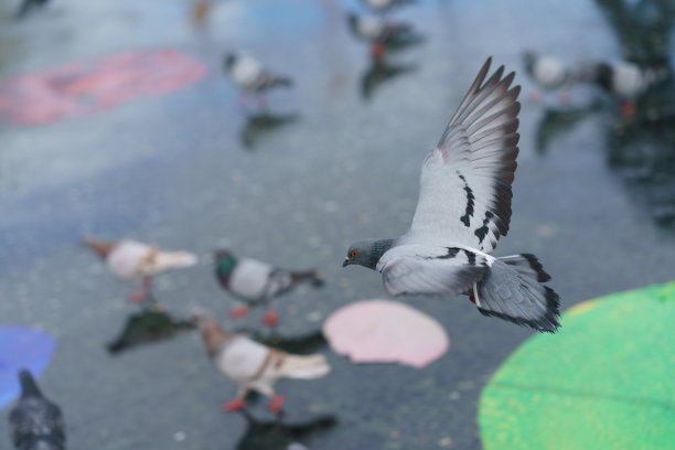 巴塞罗那广场上有很多灰色的鸽子。图片下载