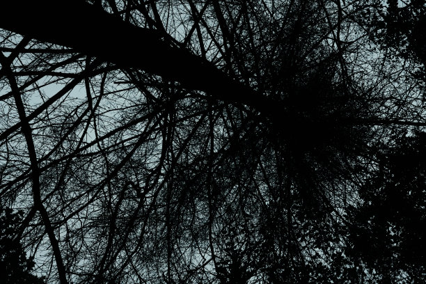 树枝的密集缠绕。图片下载