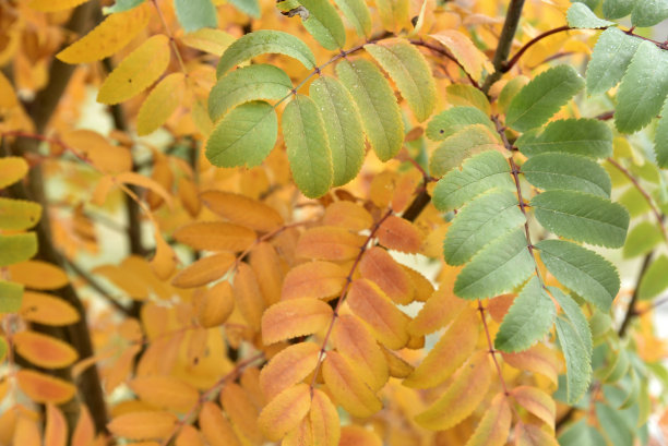 深秋的黄叶和红叶。图片下载