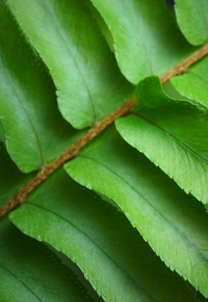 特写宏观明亮的绿色叶子蕨类纹理热带森林植物在软焦点背景。生物叶植物桌面壁纸，网站封面背景，生态或环境旗帜概念。图片下载