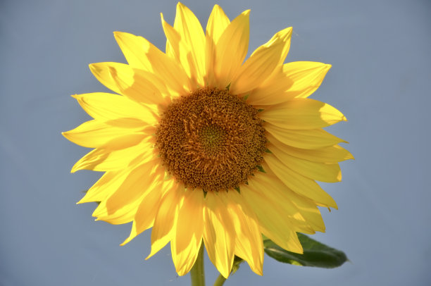向日葵映着蓝天。一个大的黄色向日葵与蓝色的天空背景图片下载