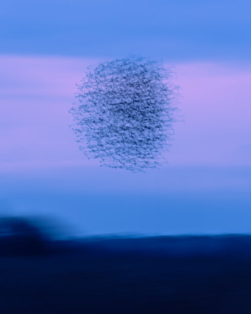 ICM摘要椋鸟木乃伊七图片下载