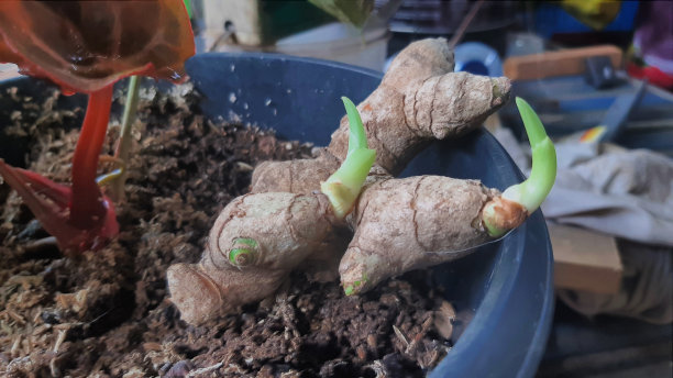 姜植物图片下载