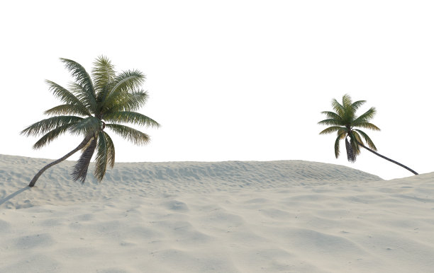 3D渲染椰子在沙滩上的白色背景图片下载