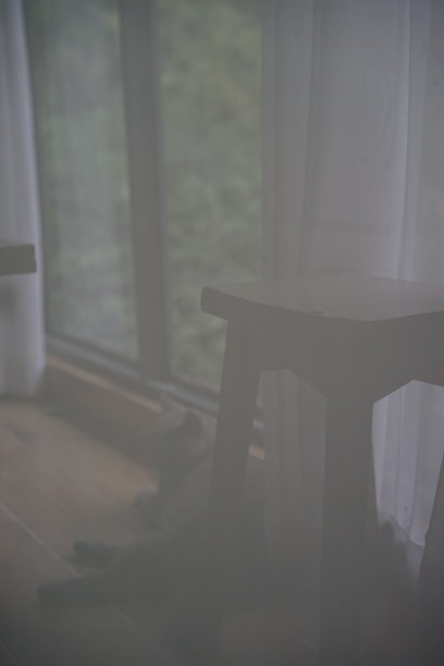 英国短毛蓝猫躺在沙发上图片下载