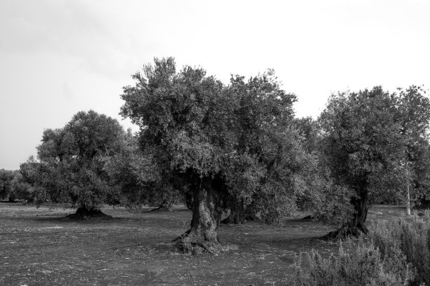 意大利阿普利亚橄榄田图片下载