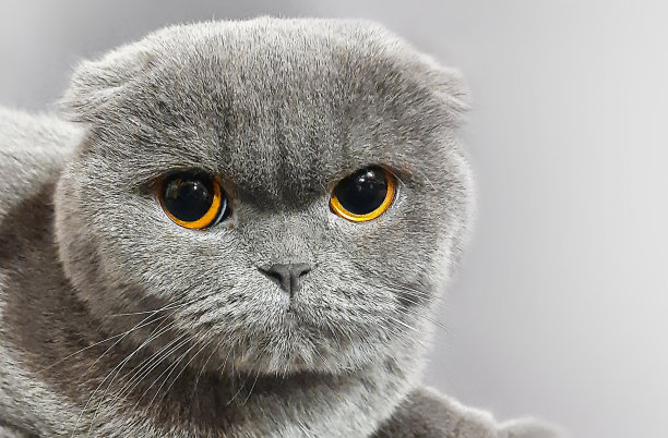 一个美丽的灰色苏格兰折耳猫的肖像。图片下载