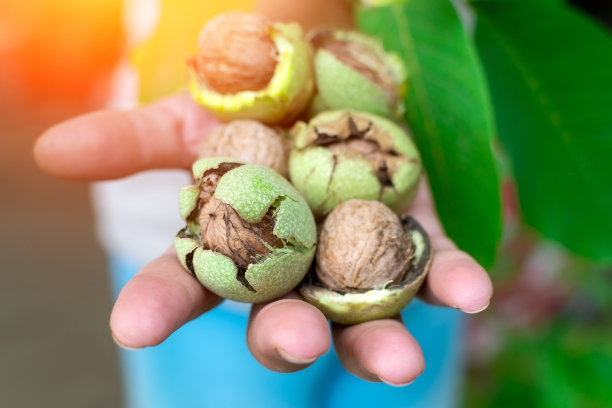 手里拿着核桃。收割。全核桃，健康有机食品概念。有选择性的重点图片下载