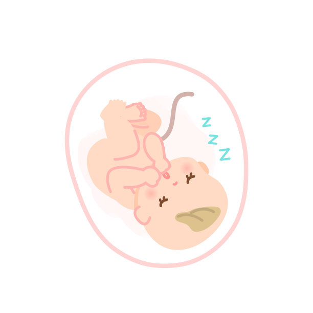 一个婴儿在子宫里睡觉的图片说明图片下载