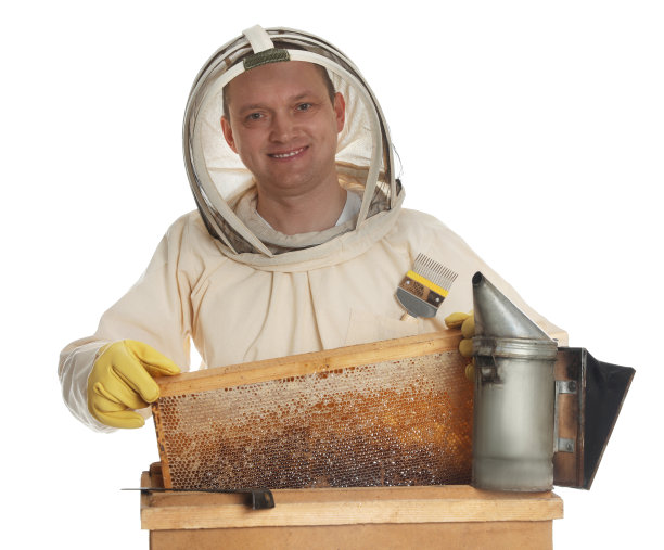 养蜂人在统一采取框架与蜂窝木质蜂窝在白色背景图片下载