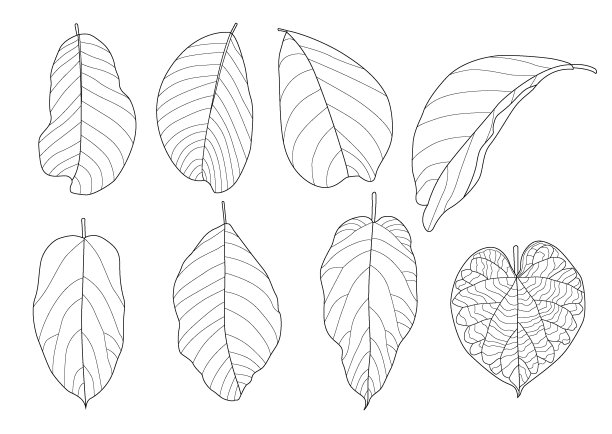 叶子线单叶和叶子图案黑色带来彩色装饰在白色背景插图矢量图片下载