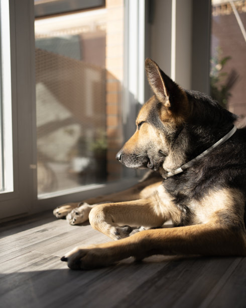 年轻的母狗在家里的太阳热昏昏欲睡图片下载