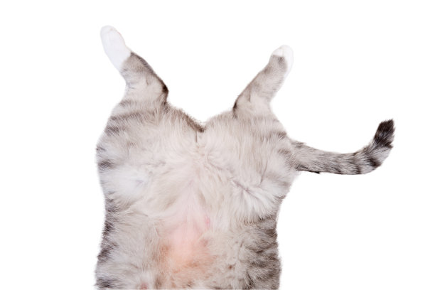 腹灰猫仰卧在白色毯子上，腹部朝上，孤立地躺在白色背景上。一只宠物正在温暖的床罩上休息图片下载