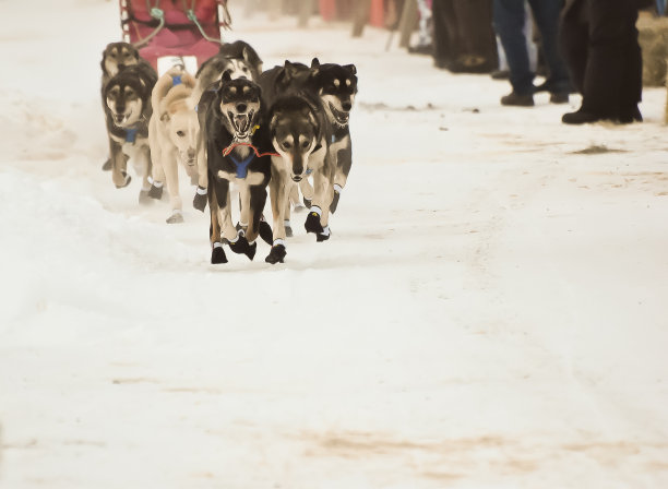 阿拉斯加内陆的雪橇犬图片下载