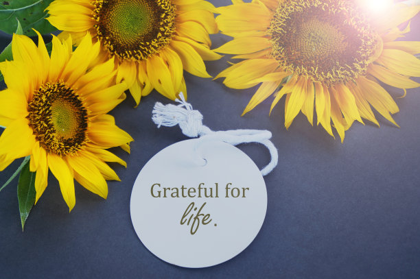 三朵向日葵配短信-感恩生活。图片下载