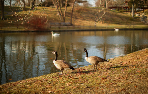 公园夏天的鸭子宁静的日落自然傍晚图片下载