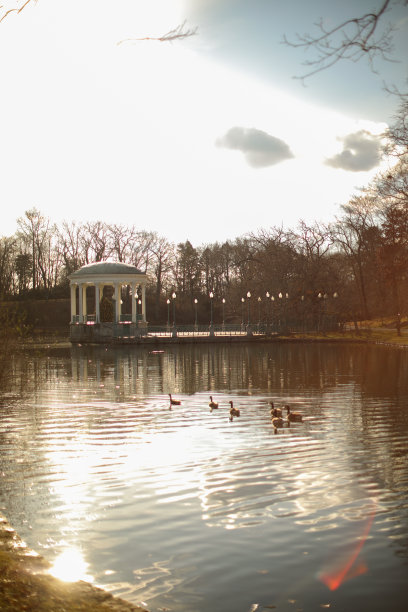 公园夏天的鸭子宁静的日落自然傍晚图片下载