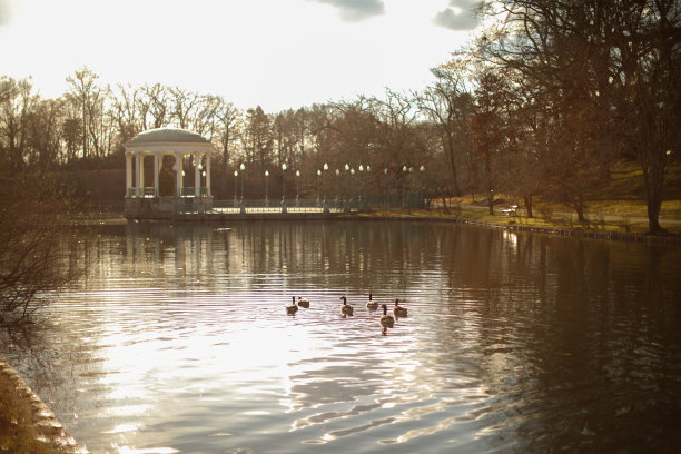 公园夏天的鸭子宁静的日落自然傍晚图片下载