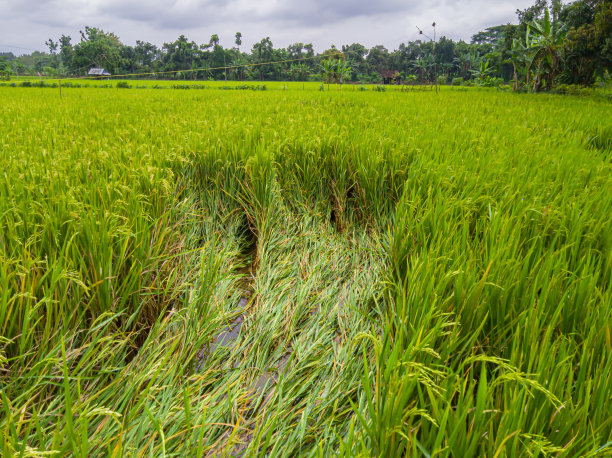 由于暴雨和强风的强度，田里的水稻植株都倒下了。稻田没有收获图片下载