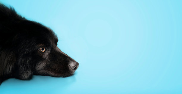 黑色的狗躺在蓝色的背景下。图片下载