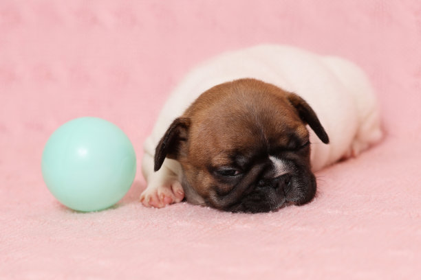 有趣可爱的法国斗牛犬小狗试图在粉红色毯子上玩球后睡觉图片下载