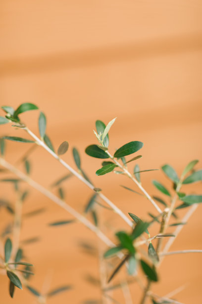 橄榄树的树枝和叶子图片下载