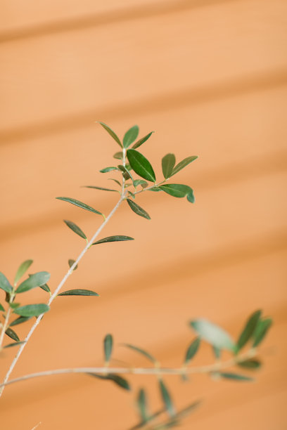 橄榄树的树枝和叶子图片下载