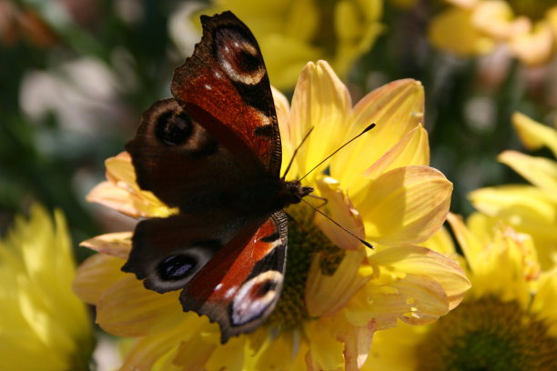 蝴蝶与花图片下载