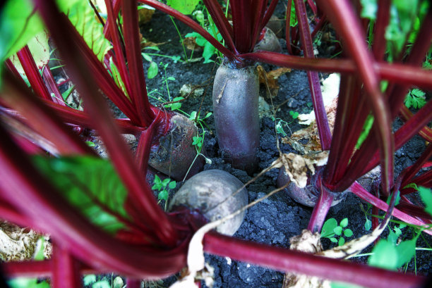甜菜在花园里生长。花园里的甜菜。图片下载