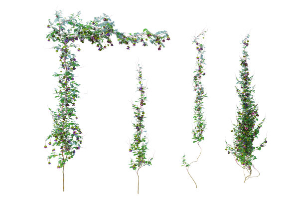 三维渲染常春藤的白色背景图片下载
