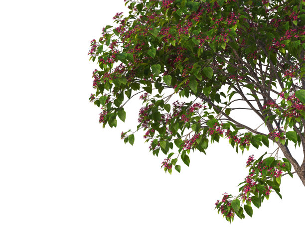 在白色背景上3d渲染前景分支图片下载