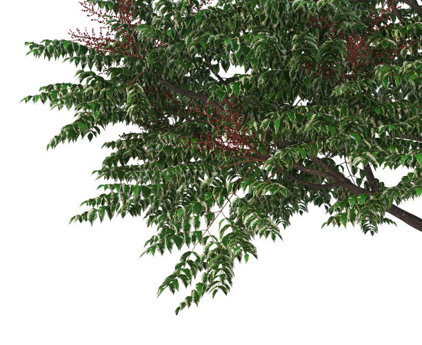 在白色背景上3d渲染前景分支图片下载