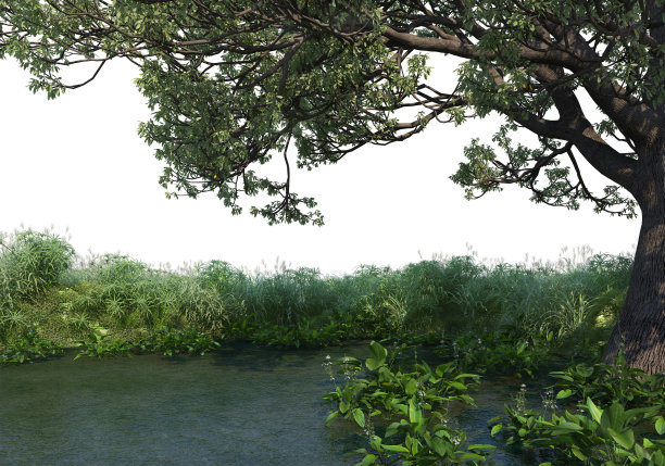 在白色背景上3d渲染前景分支图片下载