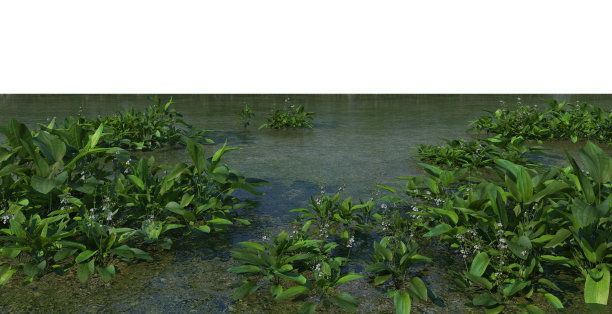 三维荷塘渲染在白色背景上图片下载