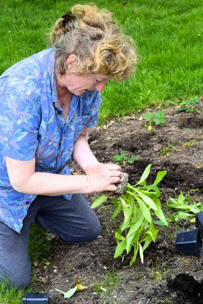 一名中年妇女在自家花园里摆弄植物。图片下载