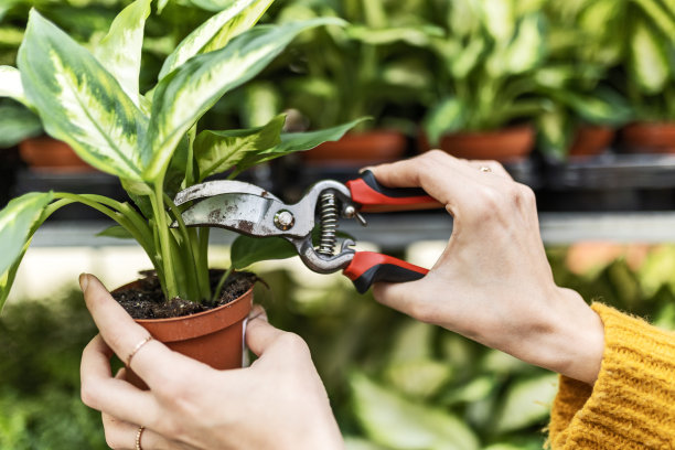 面目全非的年轻女子在花店剪干树叶图片下载