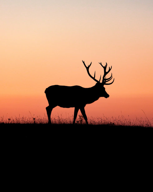 夕阳下的鹿影图片下载