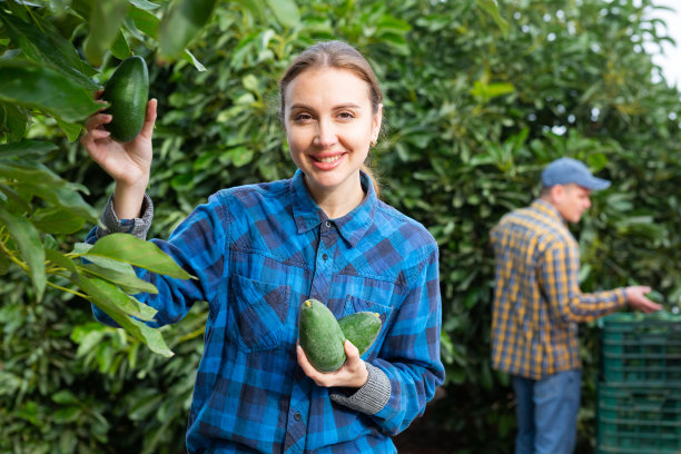 微笑的农民在果园里采摘牛油果图片下载