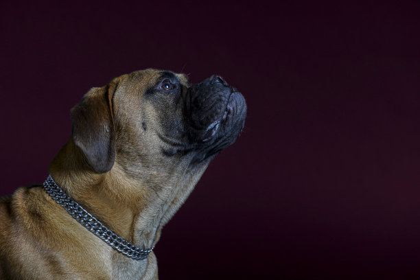 红背景下的斗牛犬。图片下载