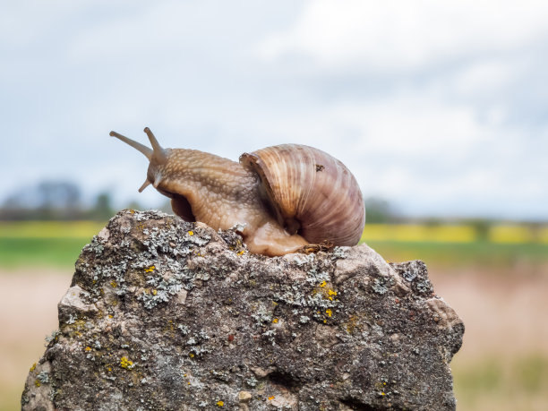 罗马蜗牛或勃艮第蜗牛，浅棕色的壳在岩石上，模糊而美丽的风景背景。欧洲最大的陆地蜗牛品种之一图片下载