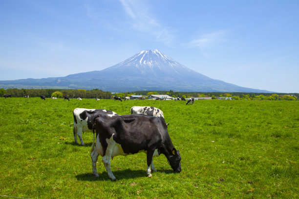日本静冈县富士宫，以富士山为背景的浅尻高地农场的荷斯坦弗里斯牛图片下载